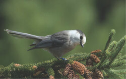 Gatineau is moving toward official recognition as a Bird Friendly City, following a unanimous council decision to protect urban bird habitats, raise public awareness, and strengthen biodiversity across the municipality. Photo: Courtesy of Nature Canada