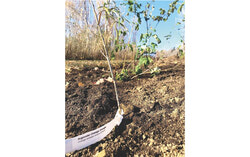 Arbre-Évolution has launched a digital platform to amalgamate the environmental and social impacts of over 300 ecological restoration projects across the province, including two in the Outaouais region, highlighting nearly a decade of work in reforesting communities and mitigating climate impacts.  Photo: Courtesy of Arbre-Évolution