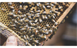 The Quebec government's $20 million initiative aims to boost agricultural productivity in peripheral regions like Outaouais by providing financial support for businesses specializing in plant production and beekeeping to modernize equipment and improve efficiency. Photo: courtesy of the Government of Quebec