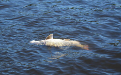 Dead fish in the Ottawa River during the 2019 fishkill incident that occurred at the same time as a chemical spill in the area. Despite the timelines overlapping, no official cause has been confirmed. Photo: Courtesy of Ottawa Riverkeeper