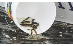 Four species in the Ottawa River watershed are at risk of disappearing, the American eel chief among them, and the Committee on the Status of Endangered Wildlife in Canada says shrinking budgets are leaving it unable to keep pace with the losses. Photo: Courtesy of the Ottawa Riverkeeper