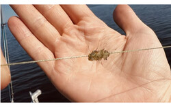 A cluster of spiny water fleas found on a fishing line. Photo: Carolane Riopel-Leduc